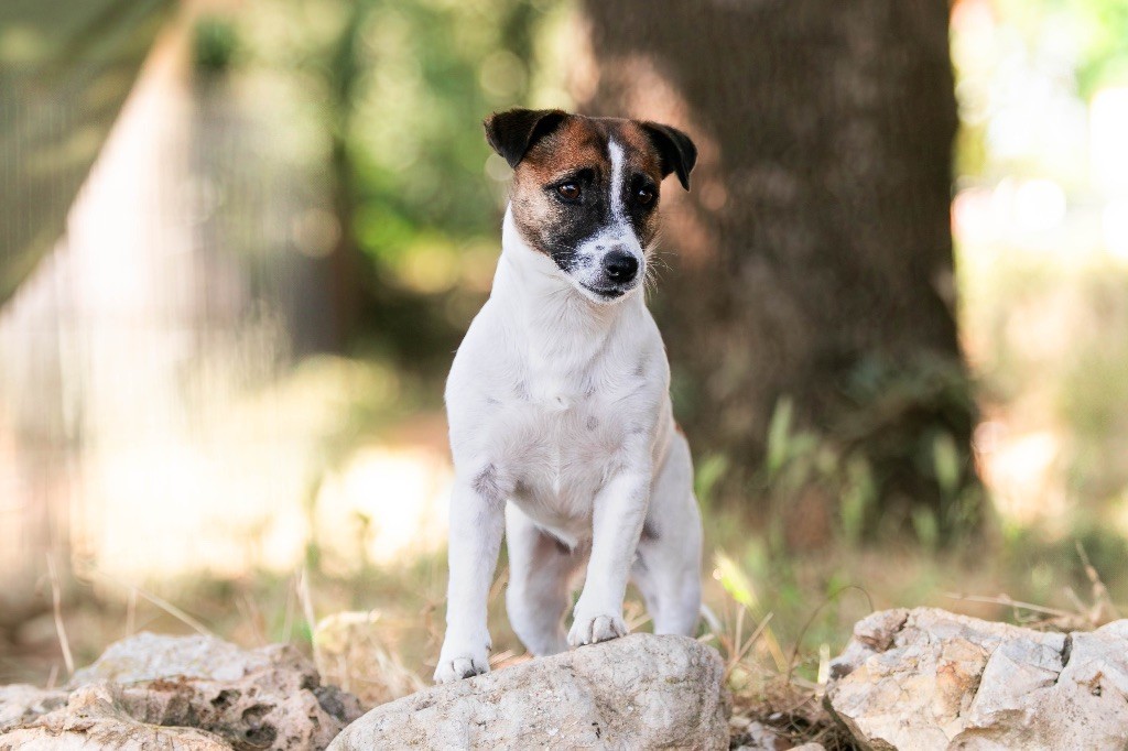 Publication : du Bois de Compiègne 