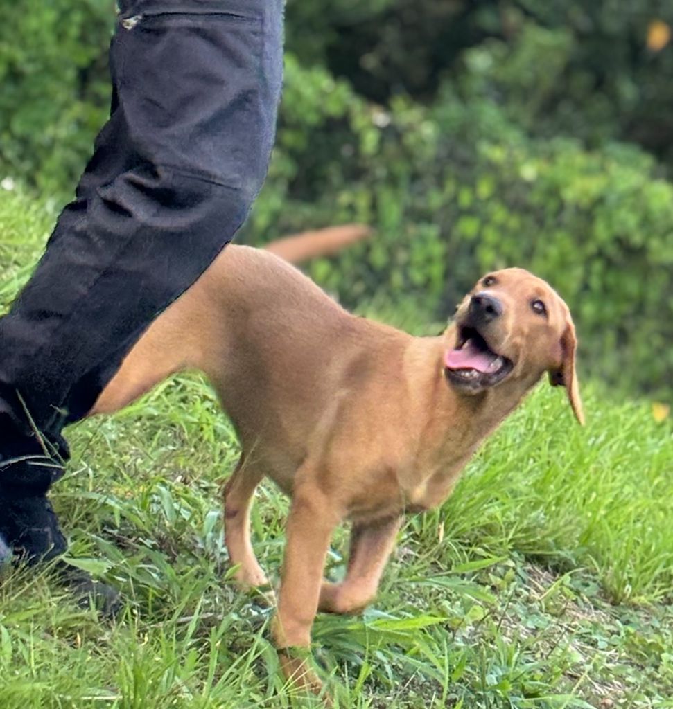 Publication : Des Bois De Barbotteau 