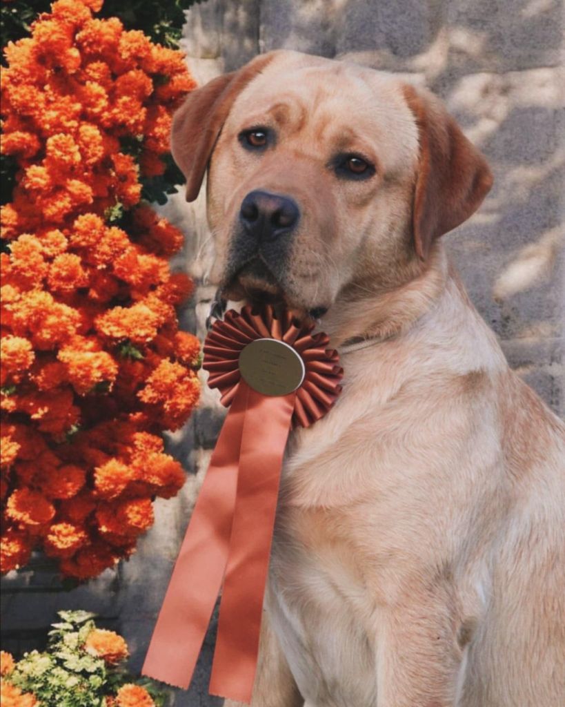 Publication : De L' Ambre Bleue 