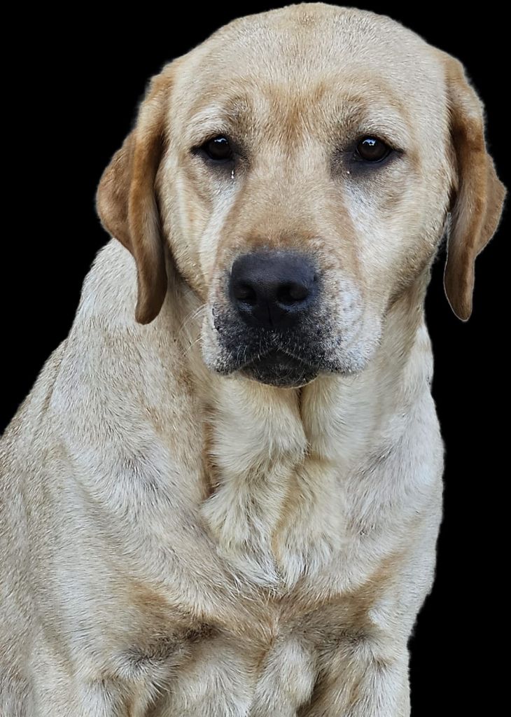 Publication : De La Vallée Caelestis 