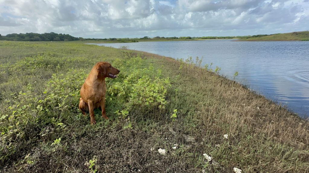 Publication : Des Bois De Barbotteau 
