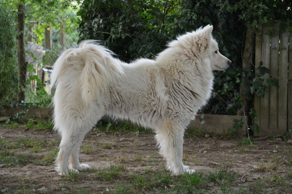 Publication : Nordic Sakha Auteur : Christelle Durand