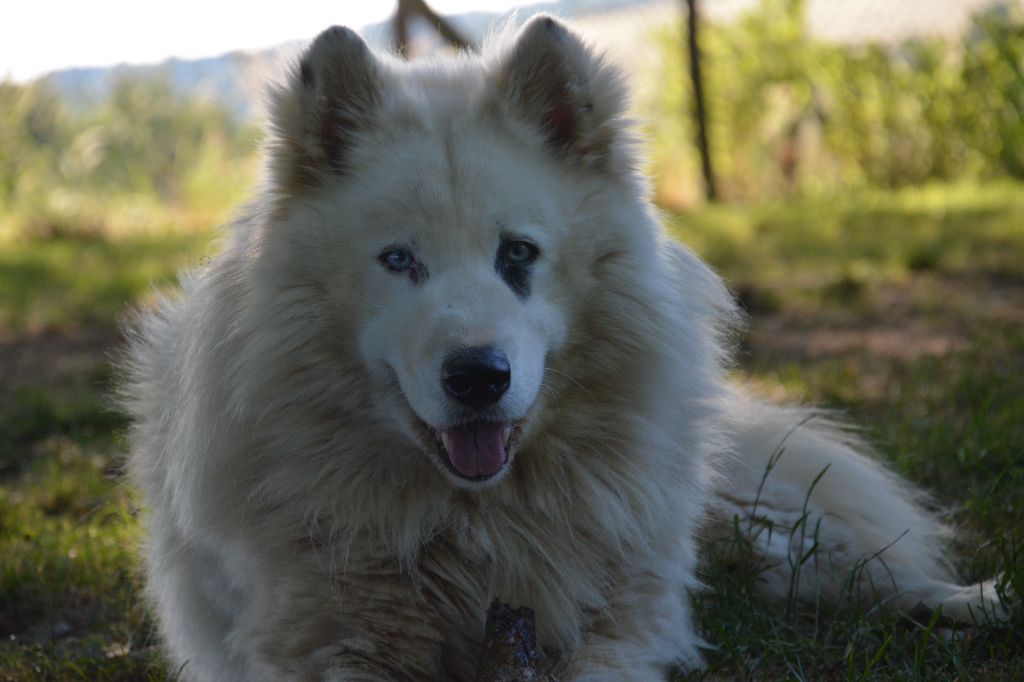 Publication : Nordic Sakha Auteur : Christelle Durand