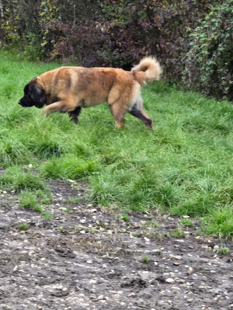 Publication : Grands sphynx paisibles 