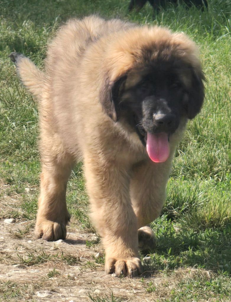 Publication : Grands sphynx paisibles 