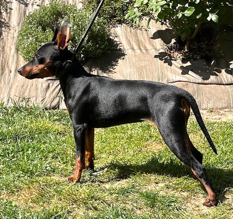 Publication : De La Maison Lombard Auteur : Tony Lombard