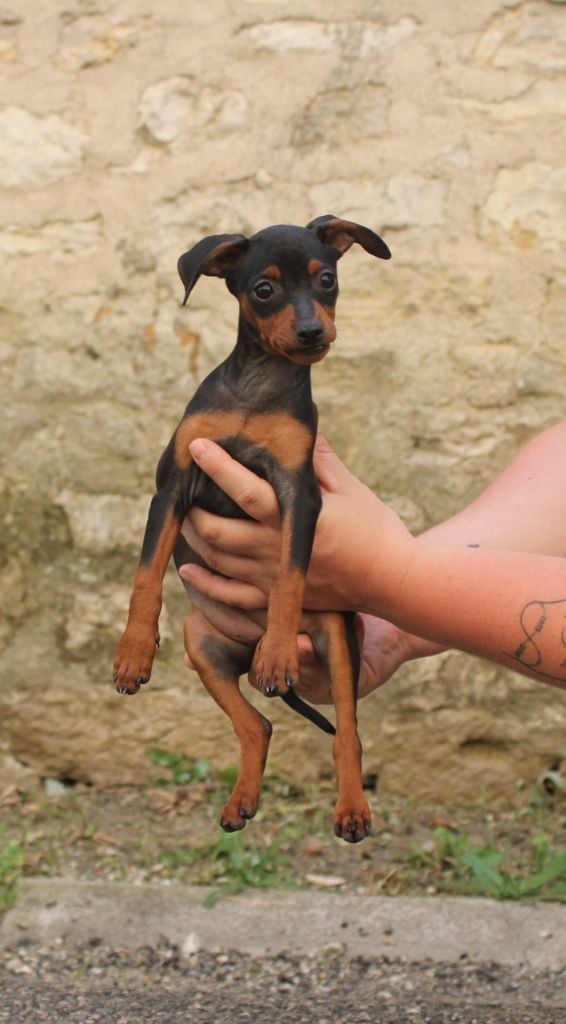 Publication : Angel Killer 