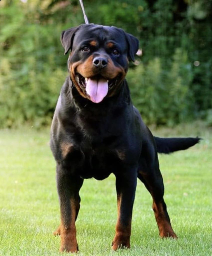 Publication : du champ des louves Auteur : Vom Konigsforst