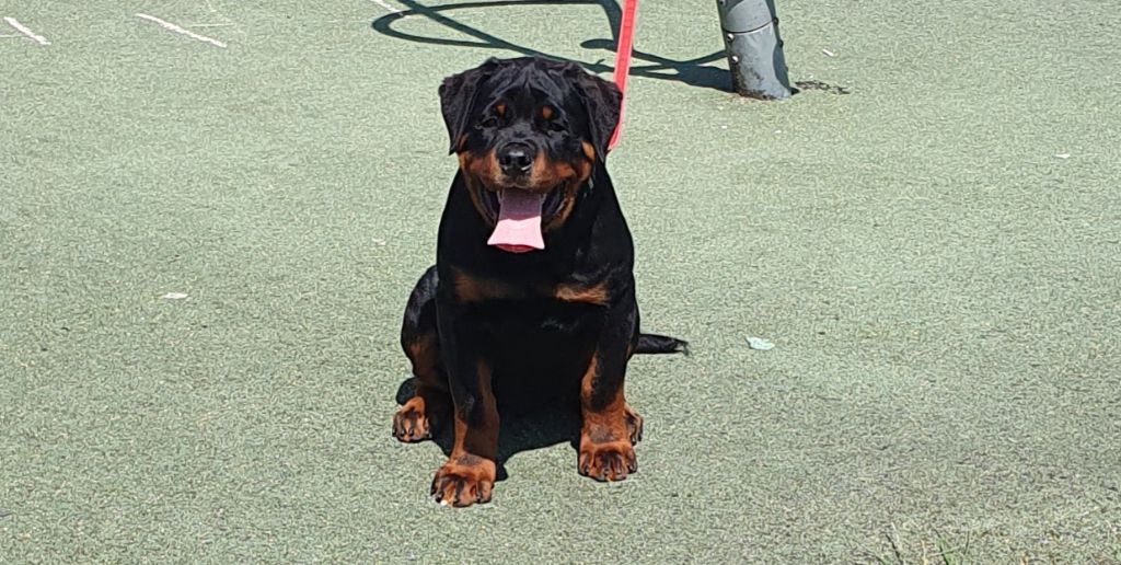 Publication : du champ des louves Auteur : Du Champ des Louves