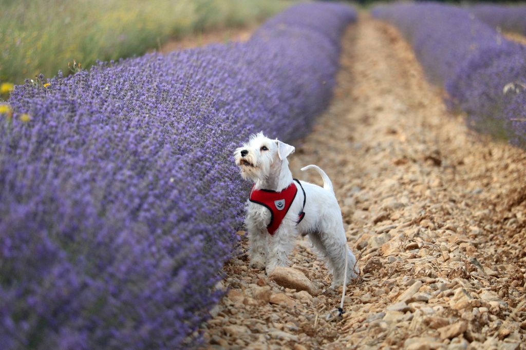 Publication : Du Royaume Des Titans 