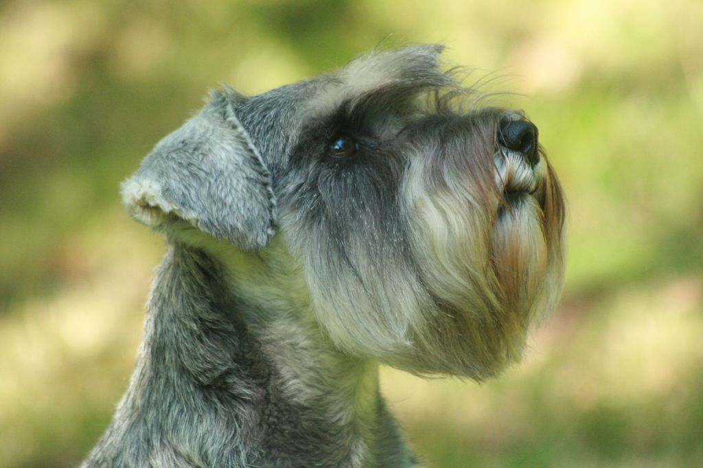 Publication : De La Forêt Enchantée Auteur : FABIEN WALDMANN