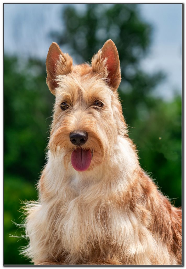 Publication : du Clan des Petits Colonels Auteur : Alexander Sorokopud