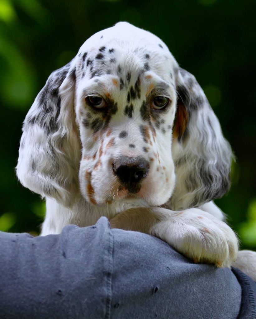 Publication : de l'orée du bois roux Auteur : SÃ©bastien Loic Melle 