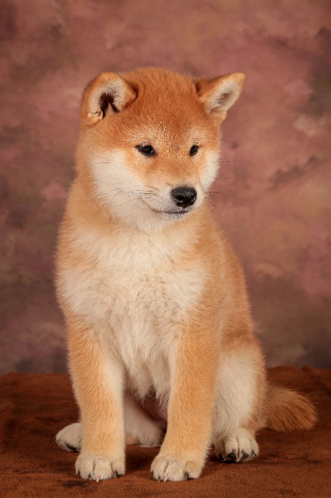 Publication : Go Yume No Sekai 