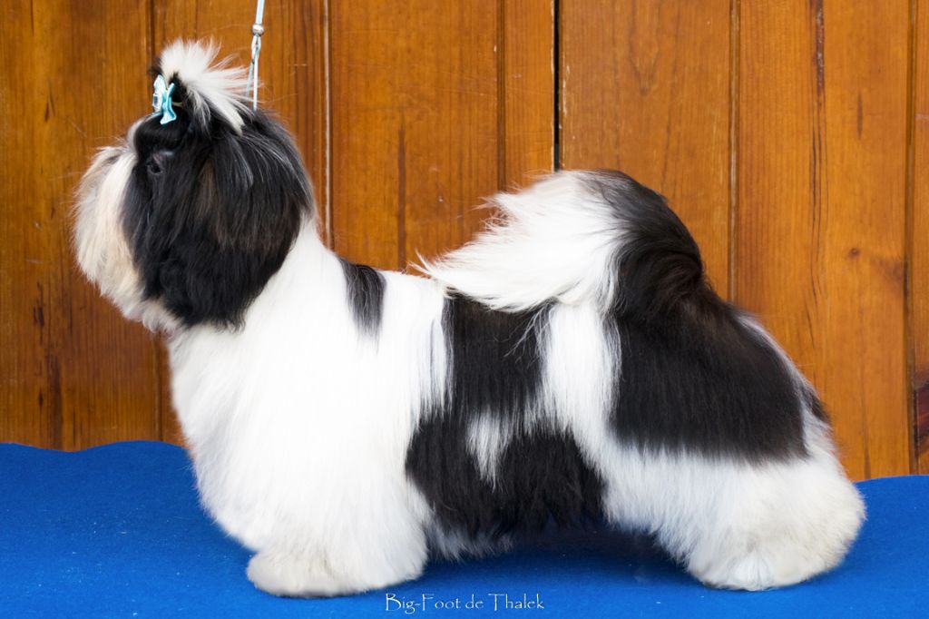 Publication : Big-foot De Thalek 