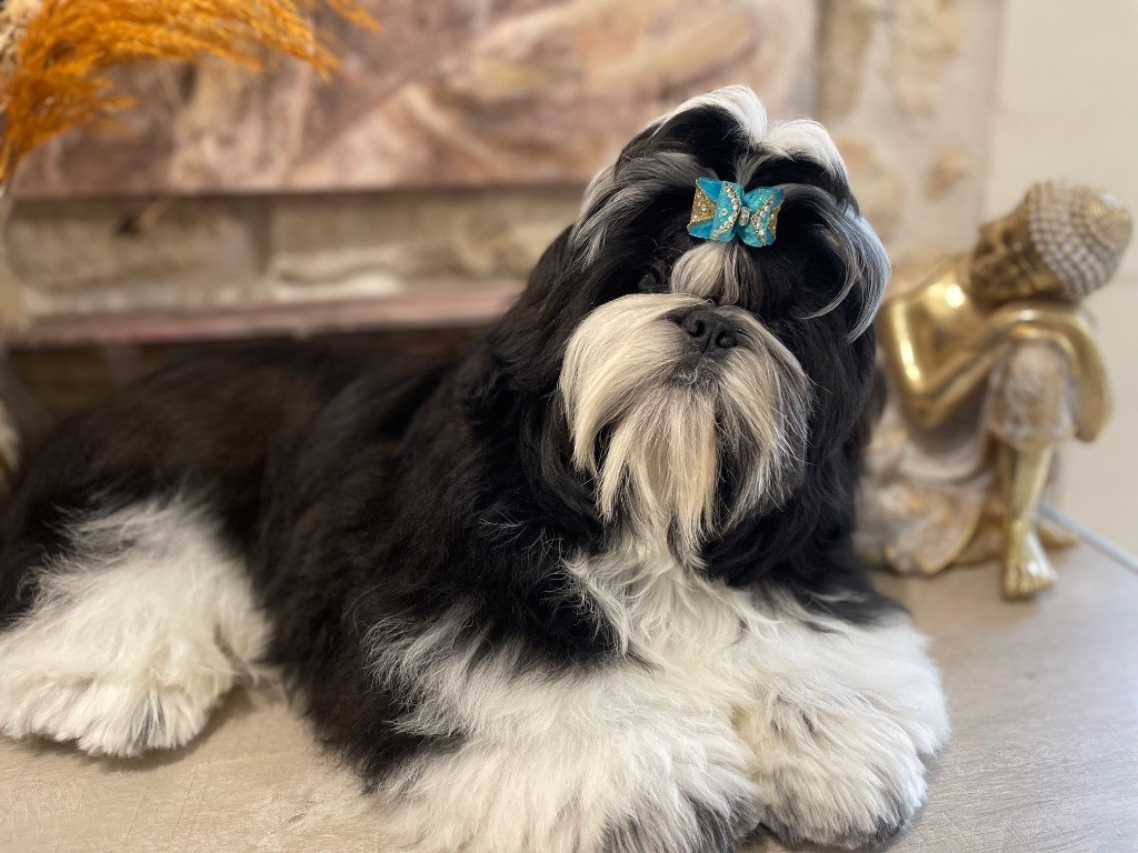 Publication : De La Nuit Etoilée De Méline Auteur : Emmanuelle 