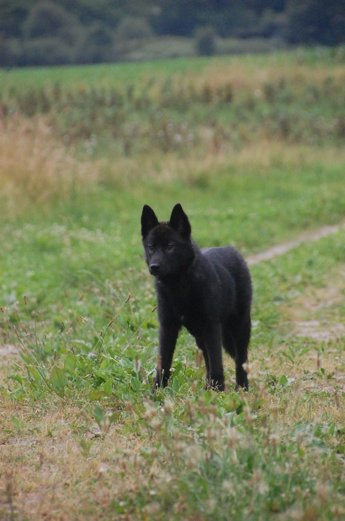 Publication : Of Black Wolf Domain