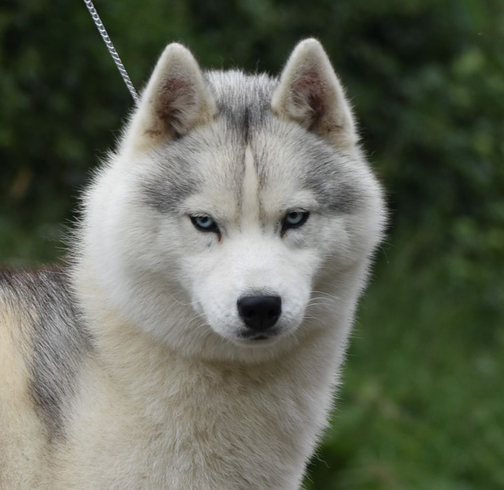 Publication : du chalet des edelweiss 