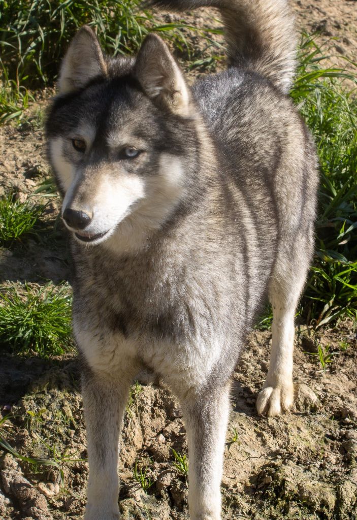 Publication : du domaine des ptits loups givres