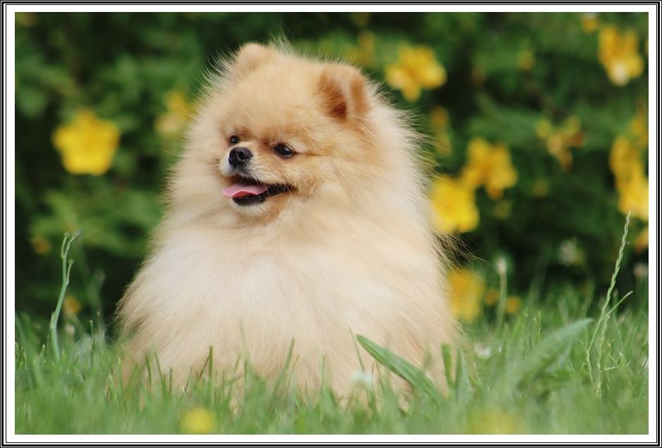 Publication : du bois des amazones Auteur : du Bois des Amazones