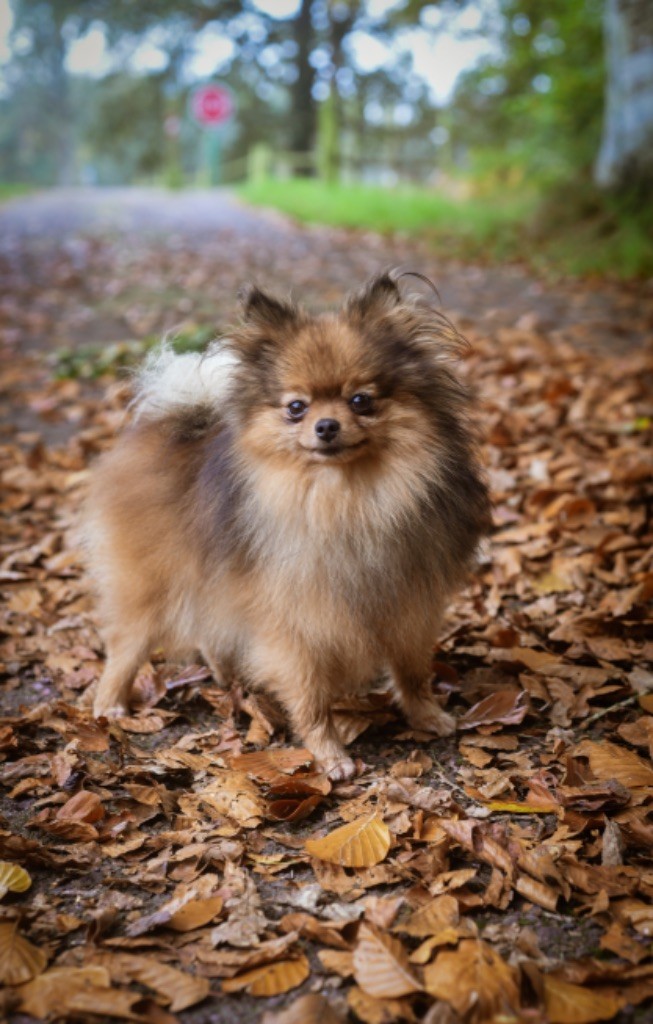 Publication : Legend'of Ki Breizh 