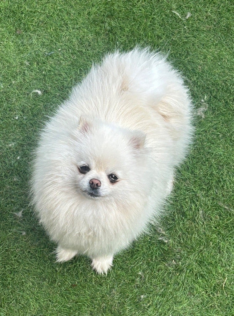 Publication : Du Domaine Du Diamant Bleu 