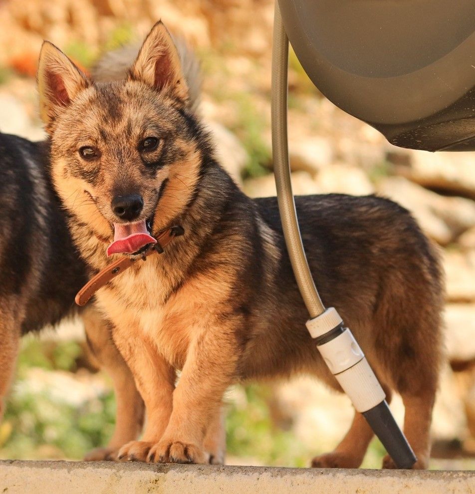 Publication : Lupu Di Castagniccia