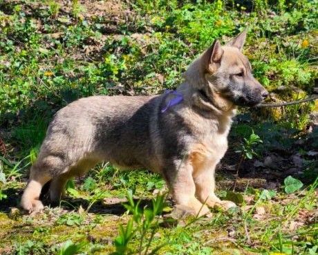 Publication : Lupu Di Castagniccia