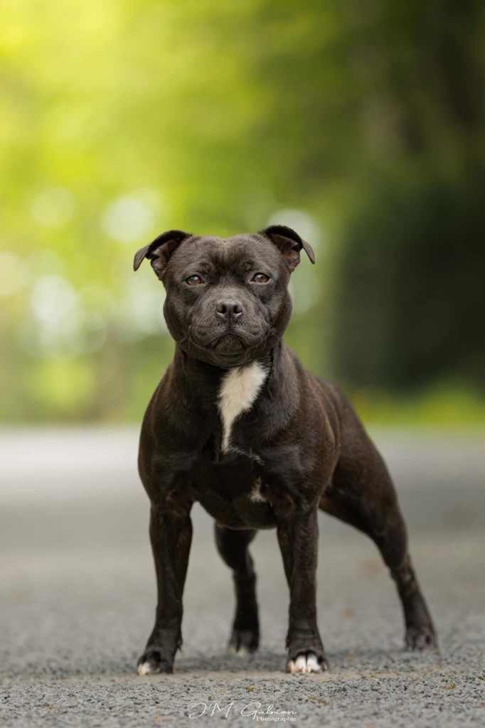 Publication : Tone Of Black 