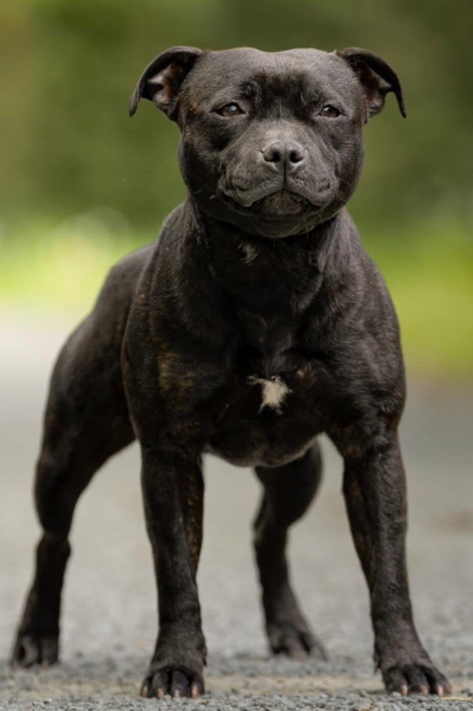 Publication : Tone Of Black 