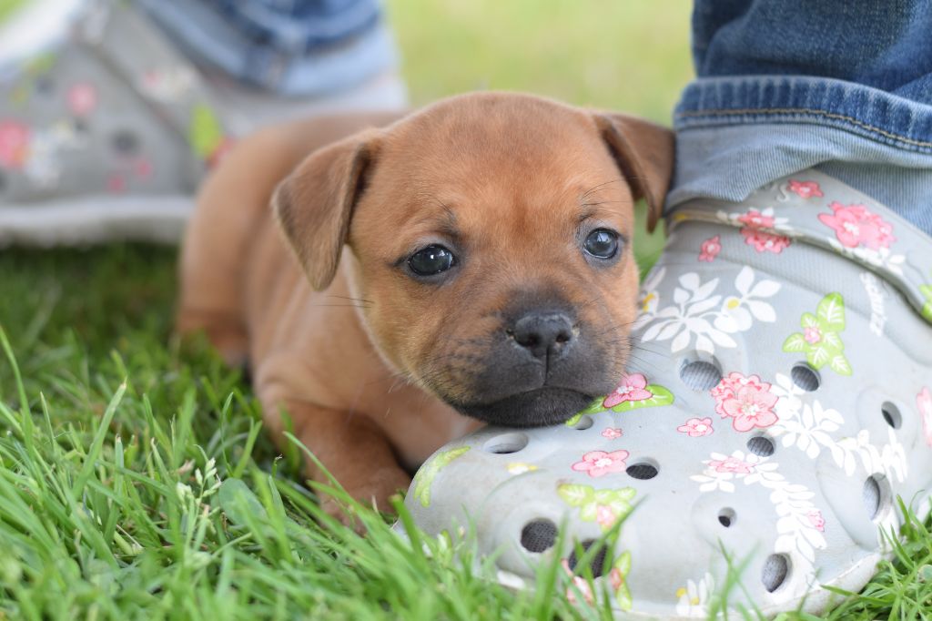 Publication : Pome's World 