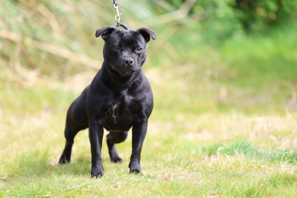 Publication : De Rockstar Dog