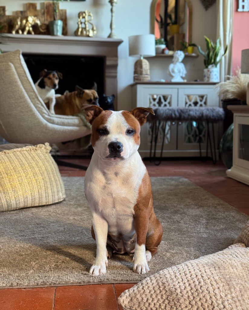 Publication : Des Disciples De Goliath