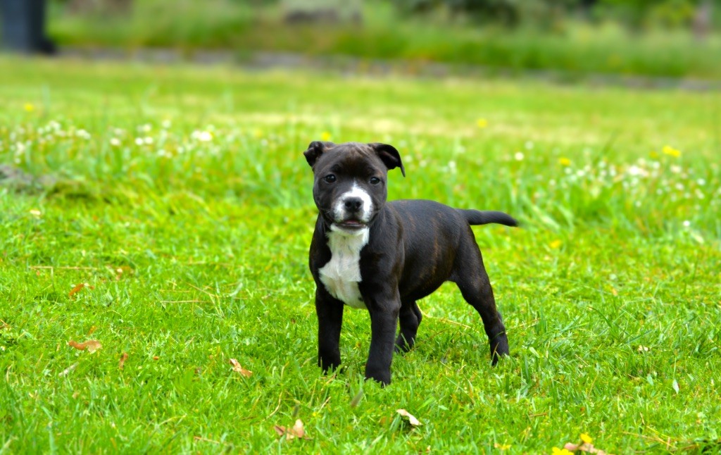 Publication : Royal and Legendary Auteur : Royal And Legendary