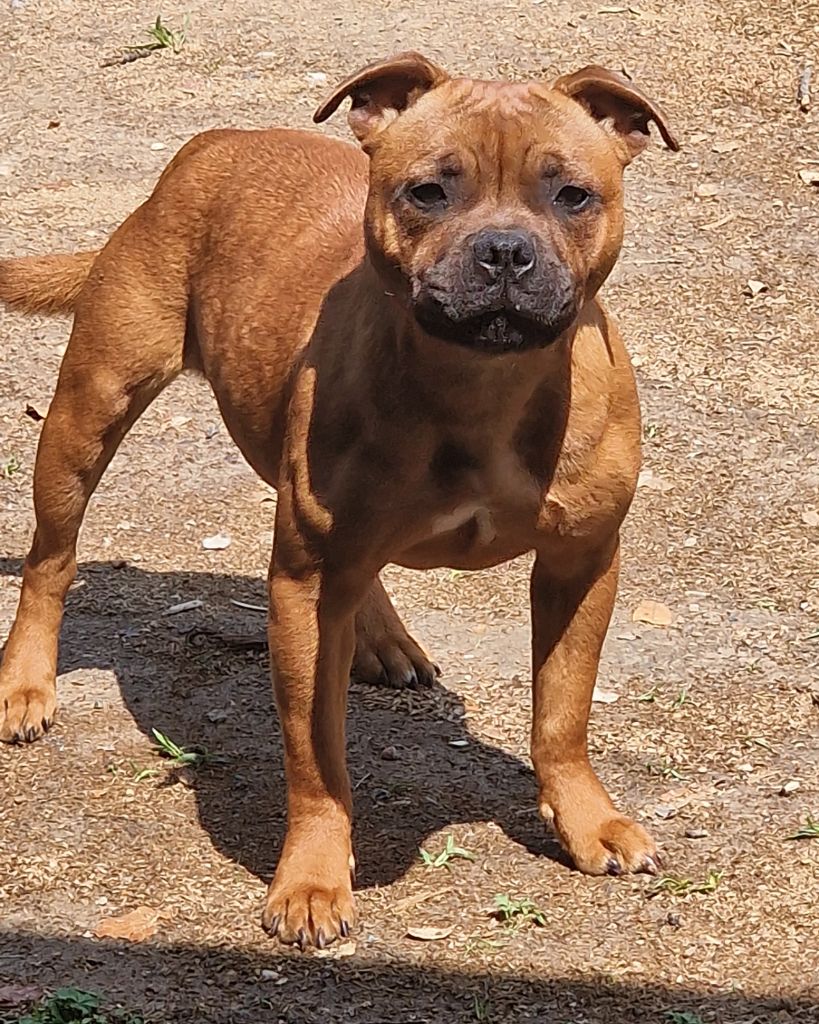 Publication : De La Furia Roja 