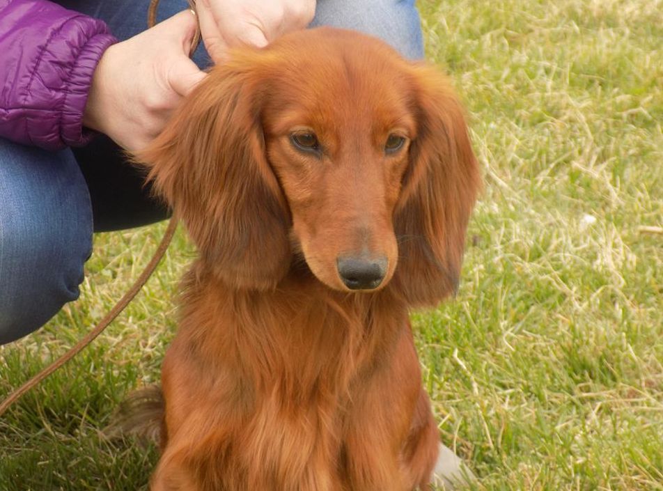 CH. Godryk hokus pokus z perlowej