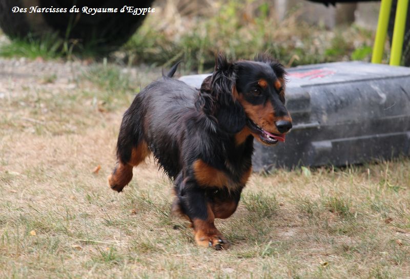 Publication : Des Narcisses Du Royaume D'egypte 