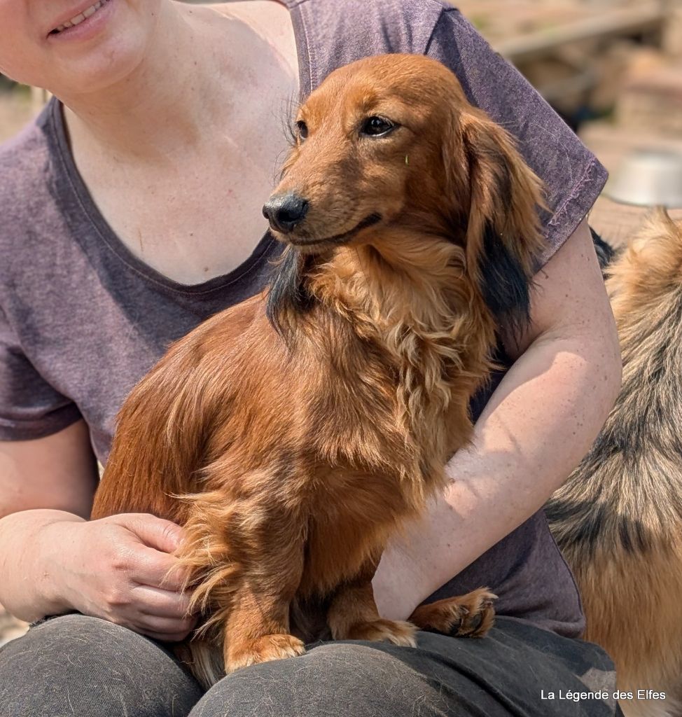 Publication : de la légende des elfes Auteur : Rachel Laderriere