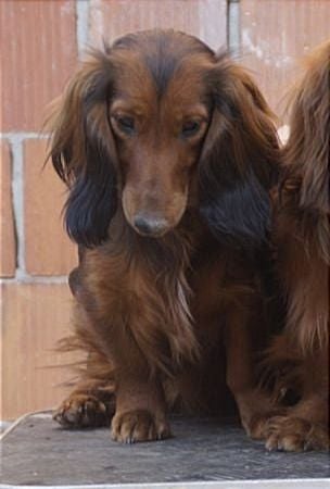 Jch. queen zumba angels of baranya