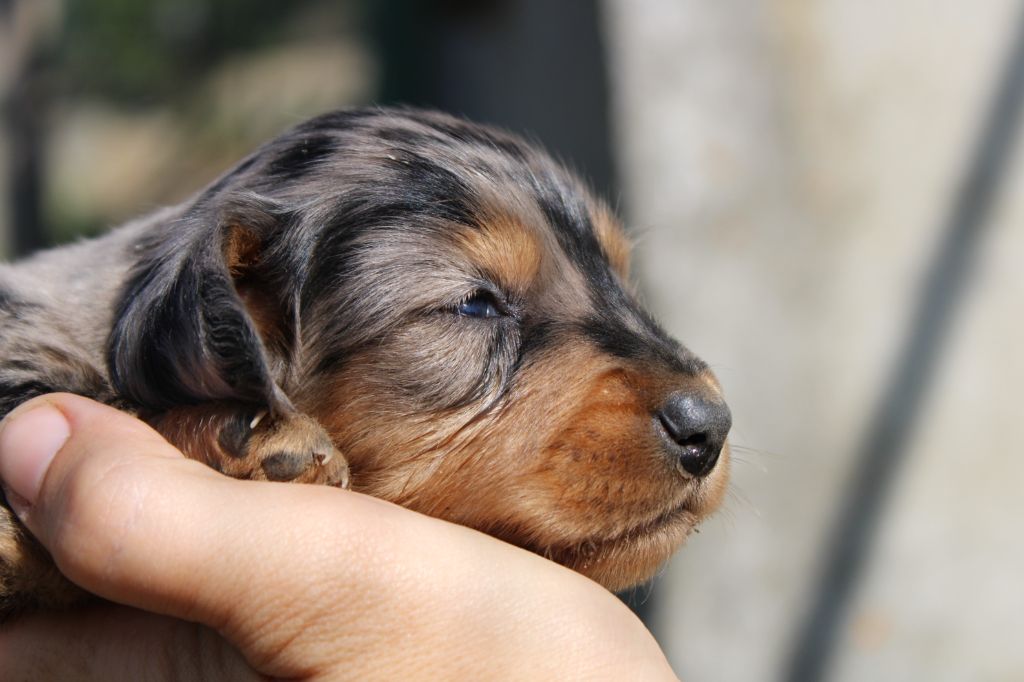 Publication : Good Spotted Paradise 