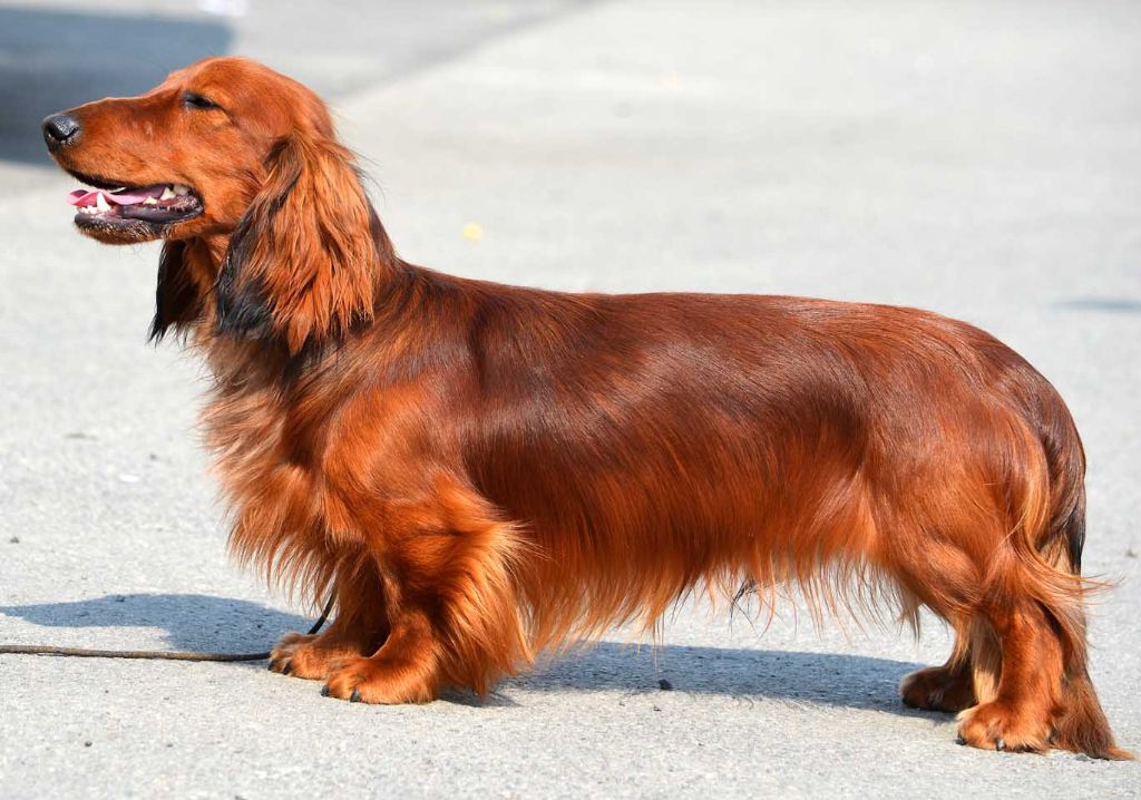 CH. Black z divoké vody