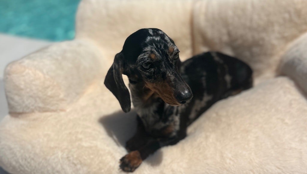 Publication : Di Casa Borgo