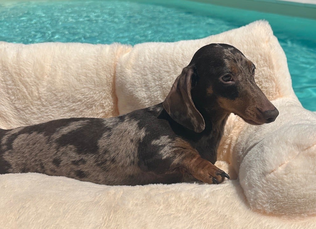 Publication : Di Casa Borgo