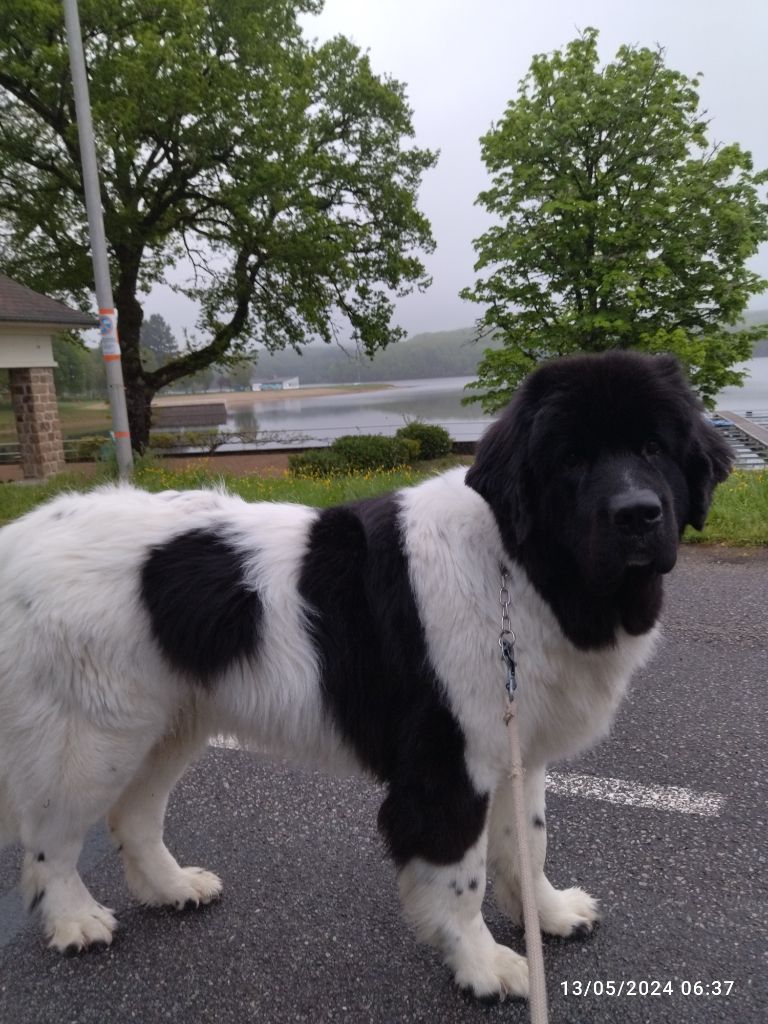 Publication : Des Perles De L'Ondaine Auteur : jp michel