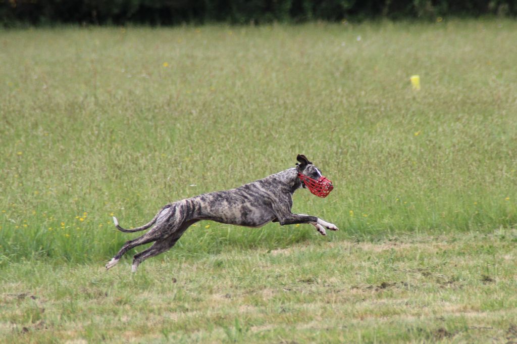 Publication : Du Chene Des Morinieres Auteur : Carole