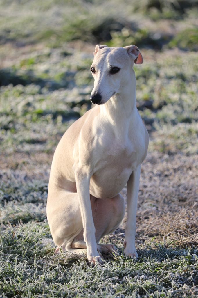 Publication : Minky's Angels 