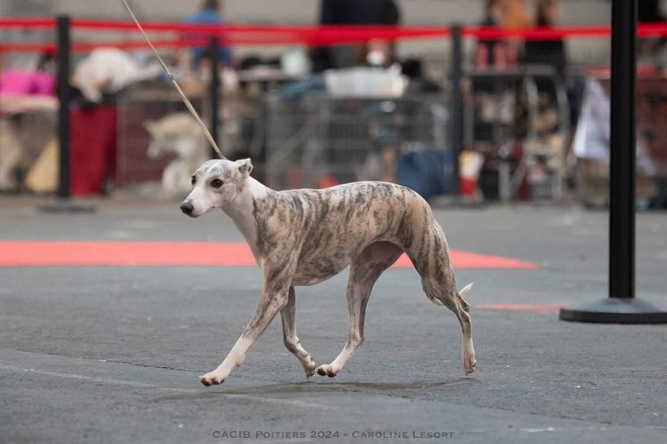 Publication : Des Petits Princes D'amour Auteur : AH