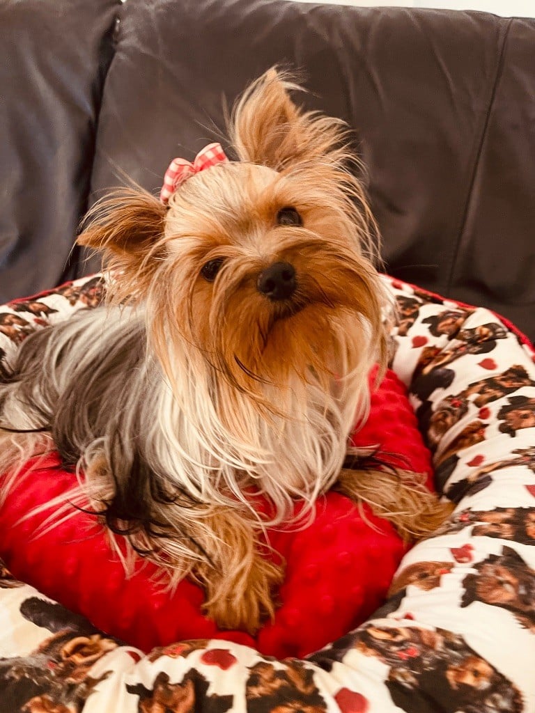 Publication : du Domaine Des Albizzias Auteur : Lopez François