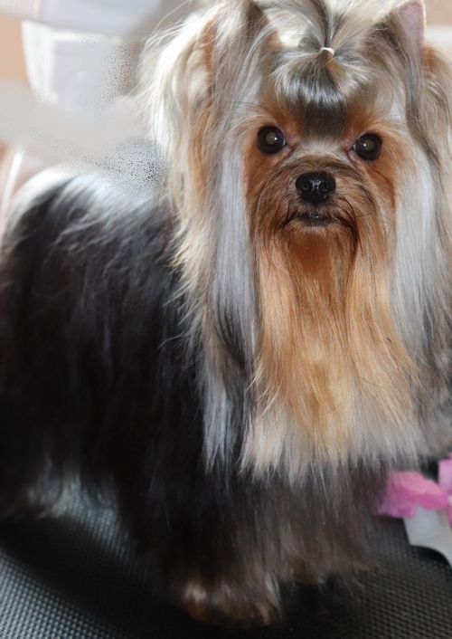 Publication : des Bruyères de Line 