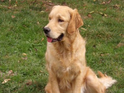 Étalon Golden Retriever - Victoria-queen de la vallée Morgane